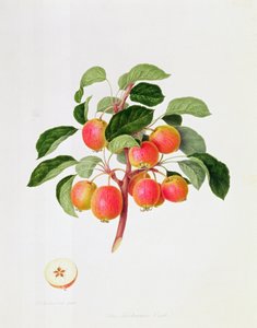 La manzana de cangrejo tártara, 1819 de William Hooker