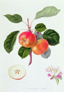 La Manzana de Trumpington, 1819 de William Hooker