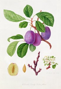 Ciruela temprana de Wilmot de William Hooker