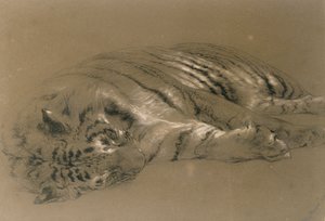 Un tigre durmiendo, 1876