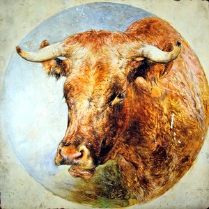 Cabeza de una vaca de cuernos largos