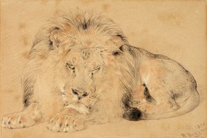 Estudio de un León de William Huggins