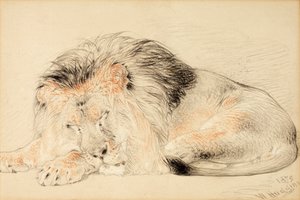Estudio de un León, 1879 de William Huggins