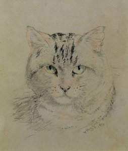Gato atigrado, 1874