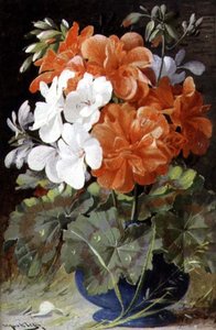 Pelargonios
