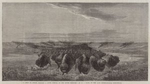 Una manada de bisontes cruzando un fondo de río en el Alto Missouri, en la última exposición internacional de William Jacob, Sr. Hays