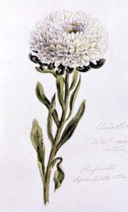 Aster de China, pintado en Bayswater de William James Linton