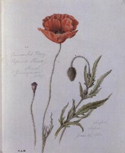 Amapola común, pintada en Seaford, Sussex, 25 de junio de 1860