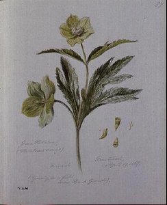 Hellebore verde, pintado en Brantwood