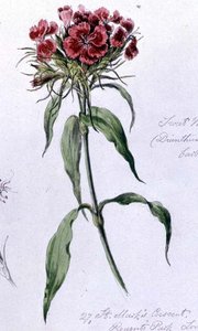 Clavelina, pintado en Regents Park, 7 de junio de 1868