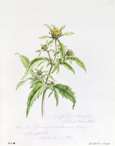 Trifid Burr-Marigold, pintado en Hampstead, 1 de septiembre de 1861 de William James Linton