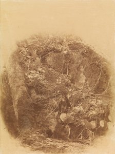 Sin título, de la carpeta The Forest: Bosques de Adirondack de William James Stillman