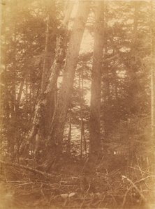 Sin título, de la carpeta The Forest: Bosques de Adirondack de William James Stillman