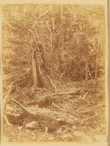 Sin título, de la carpeta The Forest: Bosques de Adirondack de William James Stillman