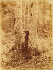 Sin título, de la carpeta The Forest: Bosques de Adirondack de William James Stillman