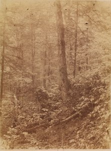 Sin título, de la carpeta The Forest: Bosques de Adirondack de William James Stillman