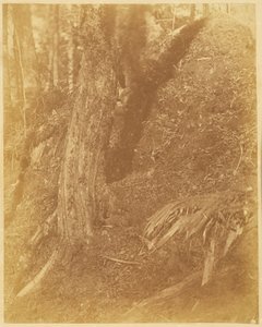 Sin título, de la carpeta The Forest: Bosques de Adirondack de William James Stillman
