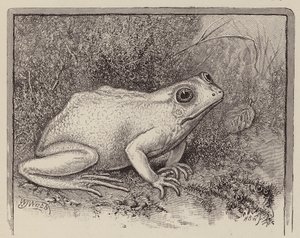 Una rana albina (grabado) de William James Webbe