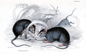 Grabado de rata negra atrapada en trampa, 1838