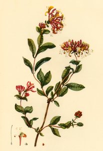 Madreselva