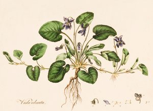 Viola odorata, Violeta Dulce, c. 1770-1790