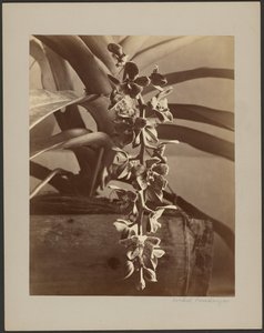 Orquídeas, Ceilán de William Louis Henry Skeen
