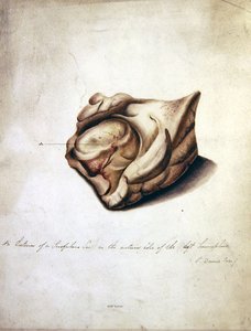 Estudio del cerebro II, c.1850