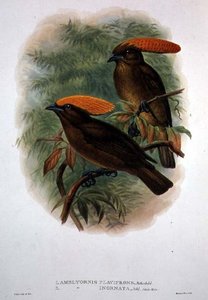 Amblyornis Flavifrons (litografía en color)