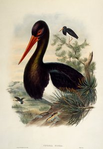 Cigüeña negra (Ciconia nigra), litografía de Birds of Great Britain de William Matthew Hart