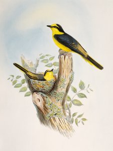 Minivet de lomo marrón (Pericrocotus cantonensis), litografía de Aves de Asia de William Matthew Hart