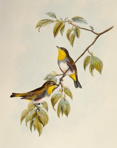 Ojo blanco flanqueado de castaño (Zosterops erythropleurus), litografía de Aves de Asia de William Matthew Hart