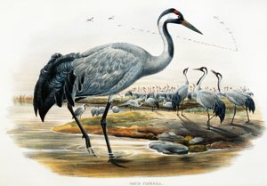 Grulla común (Grus cinerea), litografía de Aves de Gran Bretaña de William Matthew Hart