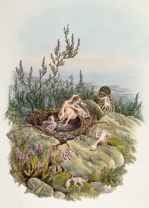 Cuco común, por John Gould (1804-1881), litografía de William Matthew Hart (1830-1908), Reino Unido de William Matthew Hart