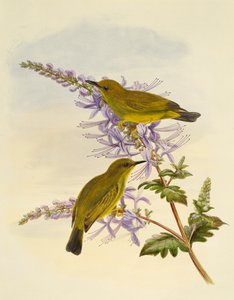 Ojiblanco de garganta gris (Zosterops rendovae), grabado por William Matthew Hart (1830-1908) de William Matthew Hart