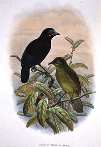 Loria Loriae, Ave del Paraíso de Loria de William Matthew Hart