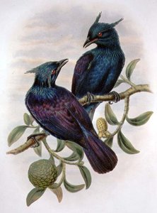 Phonygama Purpureiviolacea (litografía en color) de William Matthew Hart