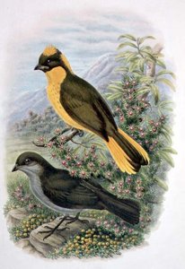 Prinodura Newtoniana, Pájaro de Bower Dorado (litografía en color) de William Matthew Hart