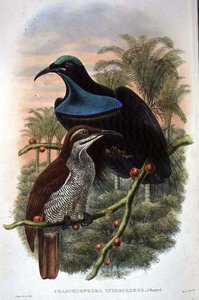 Ptiloris Magnificus, Ave del Paraíso