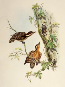 Pico de Sunda (Dendrocopos moluccensis), litografía de Birds of Asia de William Matthew Hart