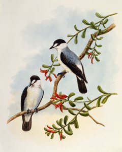 Petirrojo de torrente (Monachella muelleriana), grabado por William Matthew Hart (1830-1908), Reino Unido de William Matthew Hart