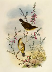 Papamoscas manchado blanco (Pseudogerygone notata), grabado por William Matthew Hart, Reino Unido de William Matthew Hart