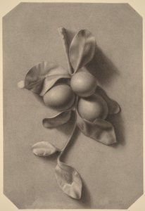 Una ramita de ciruelas de William Michael Harnett