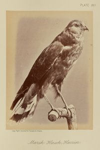 Halcón de los pantanos; Aguilucho de William Notman