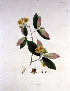 Ochna squarrosa, ilustración de 