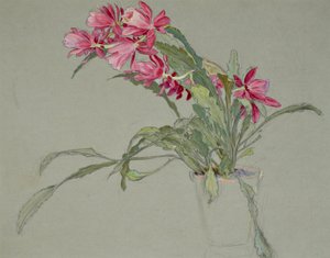 Cactus de Navidad, c.1920-30 (acuarela)