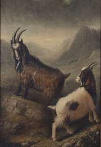  de William Shiels