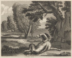 El Spaniel y el Camaleón de William Skelton