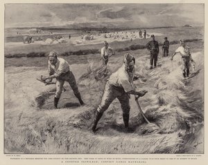 Un privilegio codiciado, cuadrillas de convictos haciendo heno