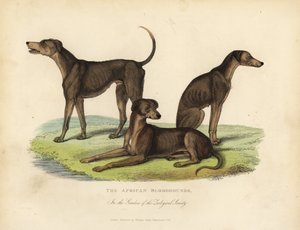 Sabuesos africanos en los jardines de la Sociedad Zoológica
