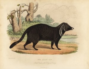 Civeta africana, Civettictis civetta de William Smellie